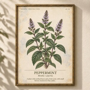 Op de afbeelding: Een ingelijste botanische print van een pepermuntplant met groene getande bladeren en paarse bloemaren. De tekst luidt HERBARIUM MEDICINAL PLANTS 03/40, PEPPERMINT, Mentha x piperita, inclusief een beschrijving van de bladeren en de geur.