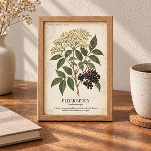 May include: A framed botanical print of an elderberry plant featuring white flower clusters, dark purple berries, and green leaves. The text reads HERBARIUM MEDICINAL PLANTS, ELDERBERRY, Sambucus nigra, and a description of the shrub's features.
