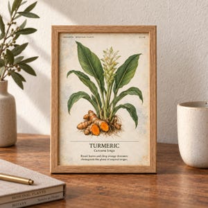 K&ouml;nnte beinhalten: Ein gerahmter botanischer Druck, der eine Kurkuma-Pflanze mit gr&uuml;nen Bl&auml;ttern, einer wei&szlig;en Bl&uuml;ten&auml;hre und orangefarbenen Rhizomen zeigt. Der Text lautet: HERBARIUM - MEDICINAL PLANTS, 22 / 40, TURMERIC, Curcuma longa, Broad leaves and deep orange rhizomes distinguish this plant of tropical origin.