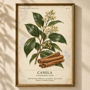 May include: A botanical print in a gold frame featuring a cinnamon plant with dark green leaves, small white flowers, and three brown cinnamon sticks at the base. The text reads HERBARIO PLANTAS MEDICINALES 38/40, CANELA, Cinnamomum verum.