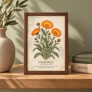 May include: A framed botanical print featuring a central illustration of orange calendula flowers with green leaves. The text reads "HERBARIUM MEDICINAL PLANTS", "CALENDULA", "Calendula officinalis", and "Its orange and golden flowers open in the sun above stems with soft, elongated leaves."