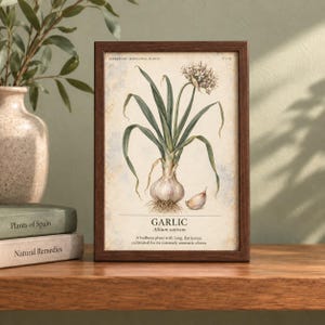 May include: A framed botanical print featuring a detailed illustration of a garlic bulb with long green leaves and a flowering top. The text reads: HERBARIUM MEDICINAL PLANTS, GARLIC, Allium sativum, and a description of the bulbous plant.
