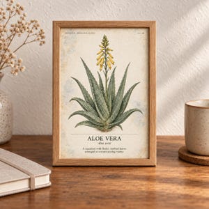 May include: A framed botanical print featuring an illustration of an aloe vera plant with green, toothed leaves and a yellow flower spike. The text reads: HERBARIUM MEDICINAL PLANTS, 12/40, ALOE VERA, Aloe vera, A succulent with fleshy, toothed leaves.
