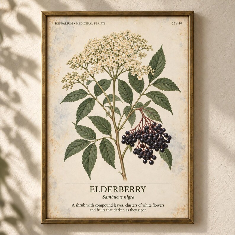 May include: A framed botanical print featuring an illustration of an elderberry plant with green leaves, white flower clusters, and dark purple berries. The text reads HERBARIUM MEDICINAL PLANTS 25/40, ELDERBERRY, Sambucus nigra, and a description.
