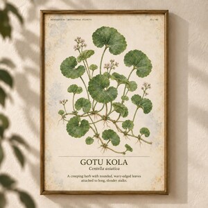 Może przedstawiać: Botaniczny wydruk ścienny przedstawiający roślinę Centella asiatica z zielonymi, zaokrąglonymi liśćmi o falistych brzegach i małymi bladymi kwiatami na długich łodygach. Tekst zawiera HERBARIUM MEDICINAL PLANTS 35/40, GOTU KOLA, Centella asiatica oraz opis.