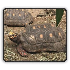 Puede incluir: Dos tortugas con caparazones abovedados de color marrón oscuro que presentan marcas rectangulares de color naranja claro en cada escama. La tortuga en primer plano tiene una cabeza oscura con manchas amarillas y naranjas brillantes.