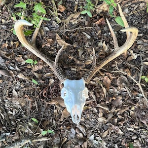 May include: A white deer skull with large, branching brown antlers featuring multiple points. The skull is smooth and bone-colored, while the antlers display a textured, weathered surface with darker brown tones near the base.
