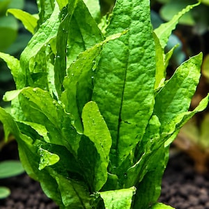 May include: A vibrant green aquatic plant with long, textured, lance-shaped leaves emerging from a white cylindrical base. Small oxygen bubbles cling to the foliage. A small white square in the corner displays a blue fish icon and the text FOURTH DIMENSION.