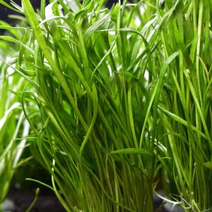 May include: A cluster of vibrant green aquatic plants with long, slender, blade-like leaves rooted in dark substrate. A small white square in the upper right corner displays a blue fish icon and the text FOURTH DIMENSION in black lettering.
