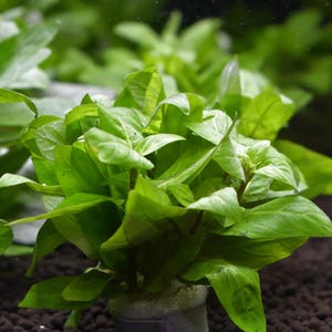 May include: A vibrant green aquatic plant with pointed, lance-shaped leaves growing from a small cylindrical base. The plant is rooted in dark, granular substrate. A small white square logo in the top right corner displays a fish icon and the text FOURTH DIMENSION.