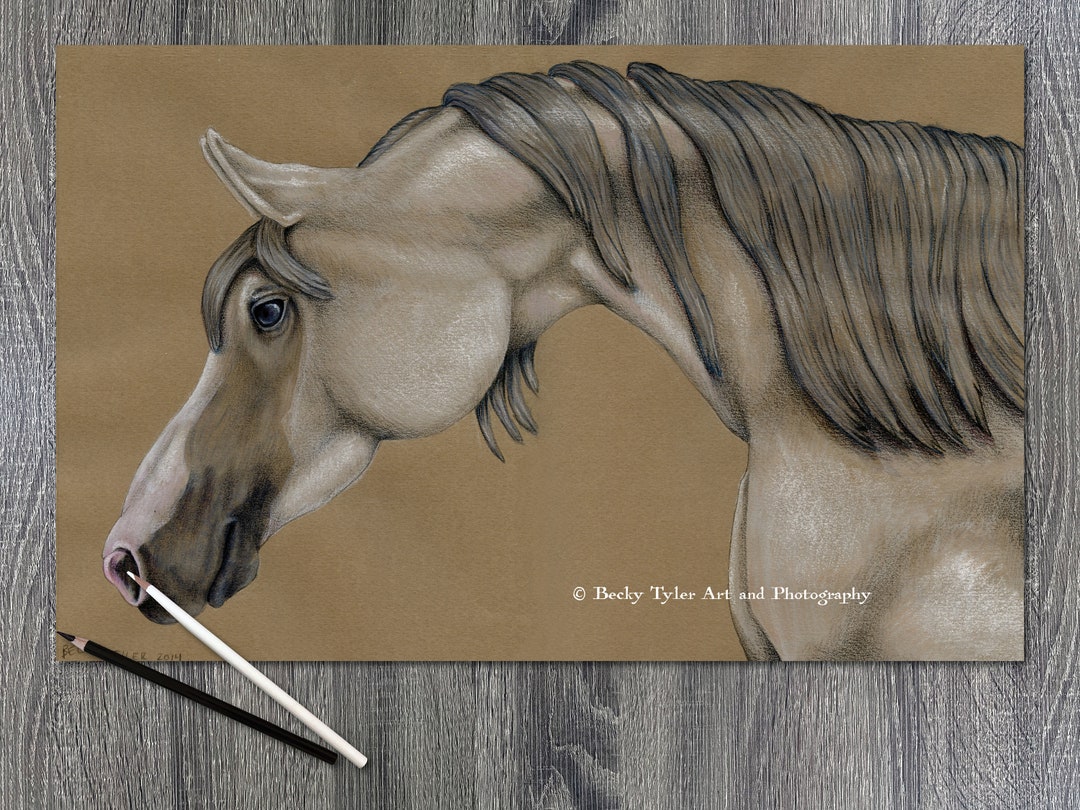 Arabian Horse Drawing, Arabian Horse Art,