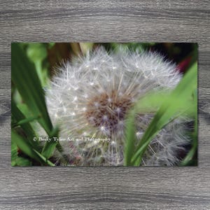 Dandelion Macro Photography Giclee Print: Floral Wall Art