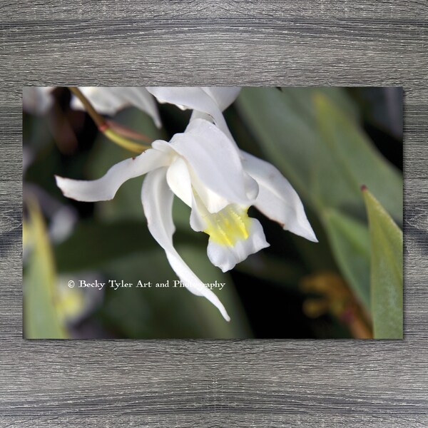 Coelogyne Orchid, Macro Photograph, High Quality Print, Cottagecore, Farmhouse Decor, Giclee Print
