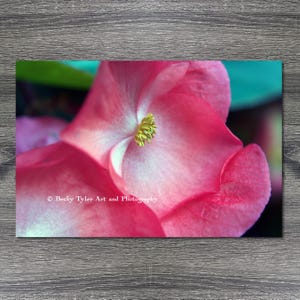 Begonia Giclee Print, Macro Photography, Photograph, Flower Print, Floral Print, Wall Art, Wall Decor