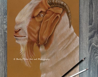 Boer Goat Original Drawing, Boer Goat Drawing, Boer Goat Art, Goat Art, Goat Drawing, Farm Decor, Farmhouse Decor, Cottagecore, Wall Art