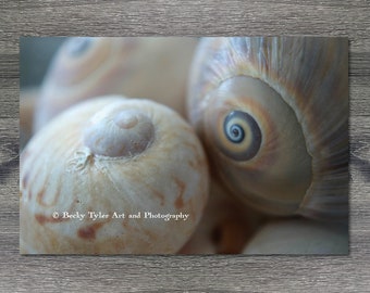 Seashell, Macro Photography, Digital Print, Giclee Print, Nautical Print, Nautical Art, Nautical Decor, Cottagecore