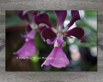 Epidendrum Orchid, Macro Photography, Digital Print, Flower Print, Cottagecore, Farmhouse Decor