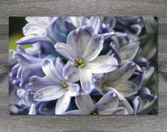 Hyacinth, Macro Photography, Digital Print, Cottagecore, Farmhouse Decor, Flower Print, Macro Flower, Giclee Print