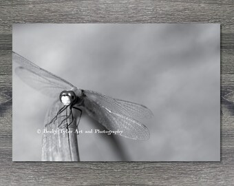 Dragonfly, Black and White Photography, Macro Photography, Print, Insect Print, Insect Decor, Nautical Decor, Farmhouse Decor, Cottagecore