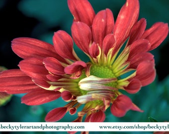 Chrysanthemum Photograph Fine Art Print