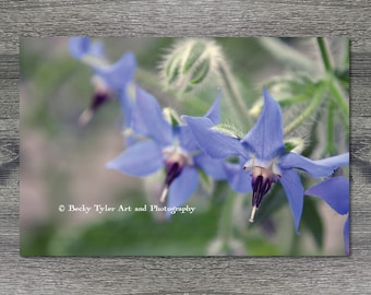 Borage Flower, Macro Photography, Macro Photo, Farmhouse Decor, Cottagecore, Giclee Print, Digital Print, 11x14, 8x10, 5x7