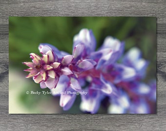 Lupine, Macro Photography, Giclee Print, Cottagecore, Farmhouse Decor, Flower Print