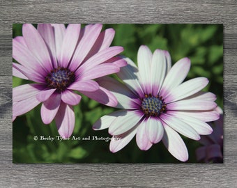 African Daisy, Macro Photography, Macro Flower, Macro Floral, Cottagecore, Farmhouse Decor, Giclee Print, Digital Print