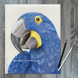 Hyacinth Macaw Drawing: Original Colored Pencil Bird Art, 8x10