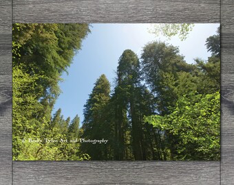 Redwood Trees, Redwoods National Park, Travel Photography, Cottagecore, Farmhouse Decor, Cabin Decor, Giclee Print, Forest Print