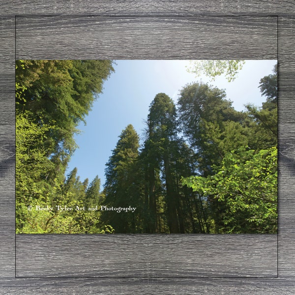 Redwood Trees, Redwoods National Park, Travel Photography, Cottagecore, Farmhouse Decor, Cabin Decor, Giclee Print, Forest Print