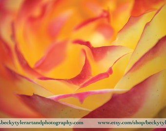 Rose, Macro Photography, Fine Art Photo Print