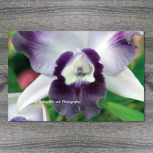 Cattleya Orchid Giclée Print: Macro Floral Photography, Wall Art