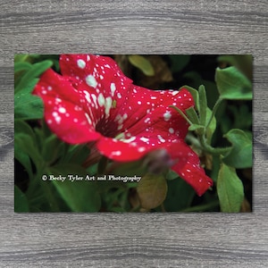 Petunia Macro Photography Print: Floral Wall Art
