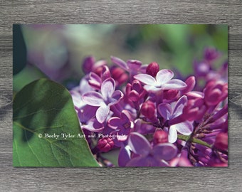 Lilac, Macro Photography, Digital Print Print, Farmhouse Decor, Cottagecore, Macro Print, Giclee Print, Flower Print