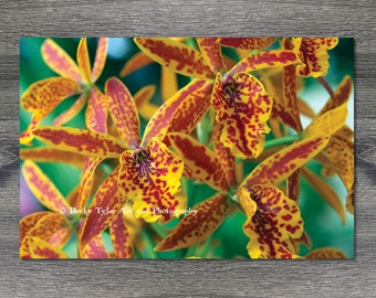 Renanthera Orchid, Macro Photography, Digital Print, Farmhouse Decor, Cottagecore, Photography Print, Nature Print