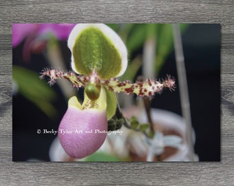 Lady Slipper Orchid, fleur, macrophotographie, photographie de fleurs, décoration de ferme, cottagecore, impression jet d'encre, 8 x 10, 11 x 14, 5 x 7