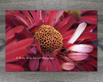 Chrysanthemum, Macro Photography, Print, Giclee Print, Digital print, Macro Flower Print, Cottagecore, Farmhouse Decor