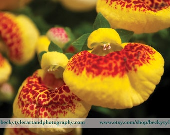 Calceolaria, Macro Photography, Fine Art Photo Print