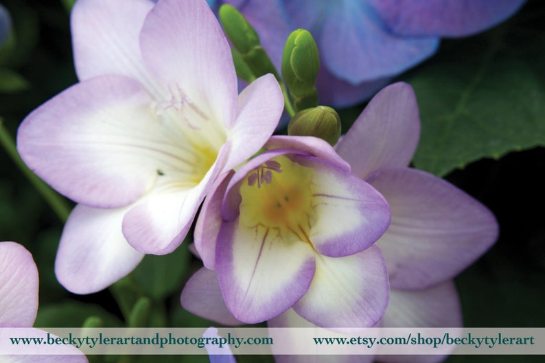 Crocus Flower Macro Fine Art Photo Print