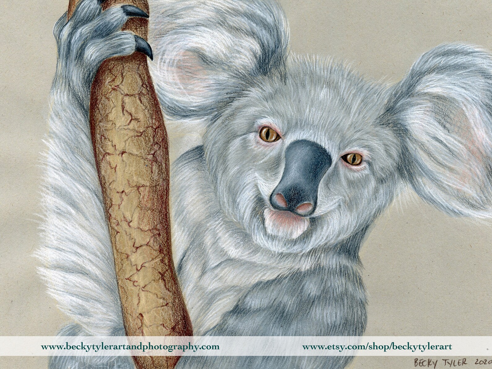 Koala Original Drawing Colored Pencil & Watercolor Koala - Etsy