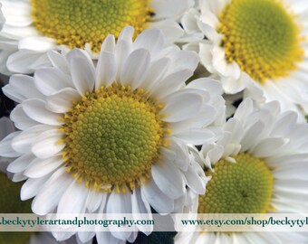 Chrysanthemum Fine Art Photo Print