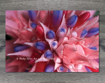 Bromeliad, Macro Photography, Digital Print, Giclee Print, Macro Photo, Cottagecore, Farmhouse Decor