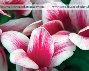 Cyclamen Fine Art Photo Print