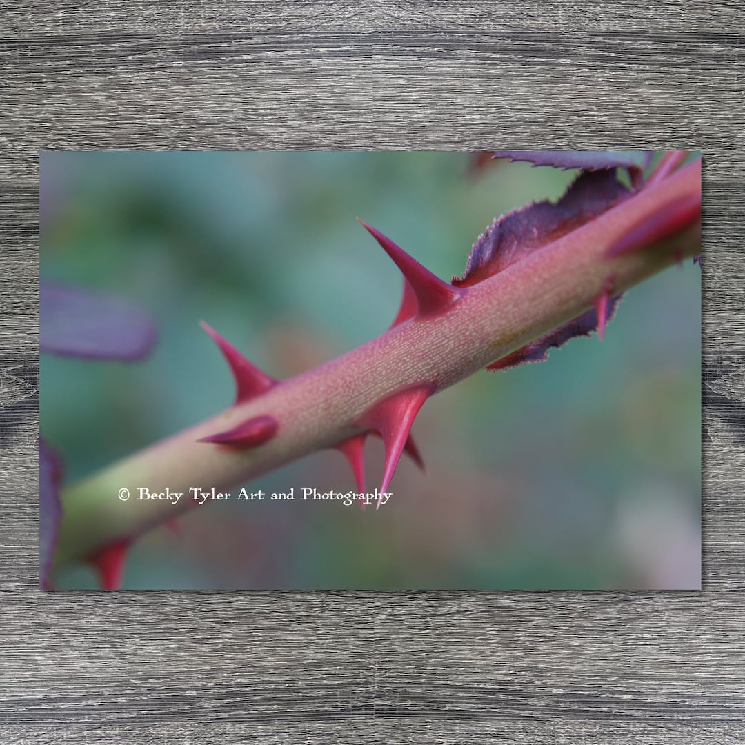 Rose Thorn, Macro Photography, Macro Flower Print, Macro Photography