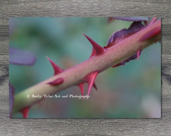 Rose  Thorn, Macro Photography, Macro Flower Print, Macro Photography Print, Cottagecore, Farmhouse Decor, Giclee Print