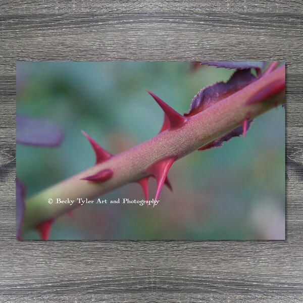 Rose  Thorn, Macro Photography, Macro Flower Print, Macro Photography Print, Cottagecore, Farmhouse Decor, Giclee Print