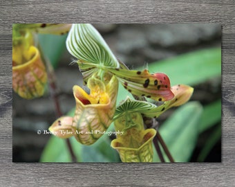 Lady Slipper Orchid, Fleur, Macrophotographie, Photographie de fleurs, Décor de ferme, Cottagecore, Impression Giclee, 8x10, 11x14, 5x7