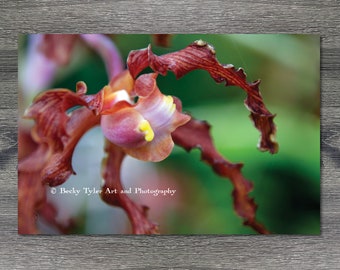 Orchid, Macro Photography, High Quality Print, Farmhouse Decor, Cottagecore, Flower Print, Orchid Print