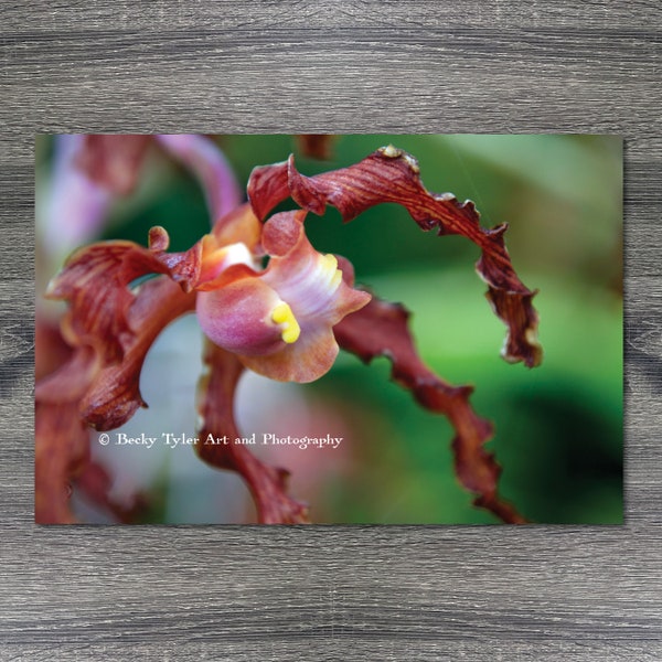 Orchid, Macro Photography, High Quality Print, Farmhouse Decor, Cottagecore, Flower Print, Orchid Print