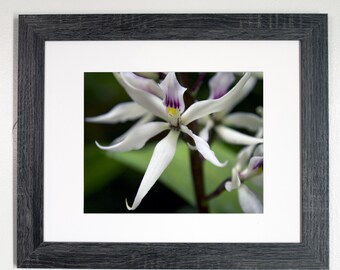 Encyclia Orchid, Macro Photography, Digital Print, Farmhouse Decor, Cottagecore, Giclee Print, Orchid Print, Flower Print